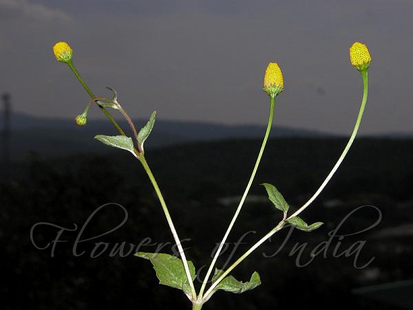 Panicled Spot Flower